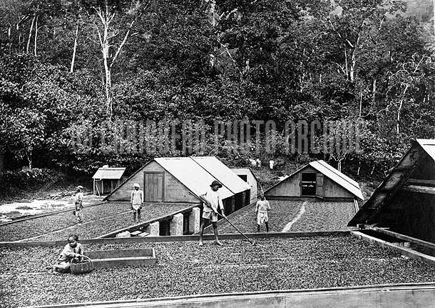 Drying Cocoa, Trinidad